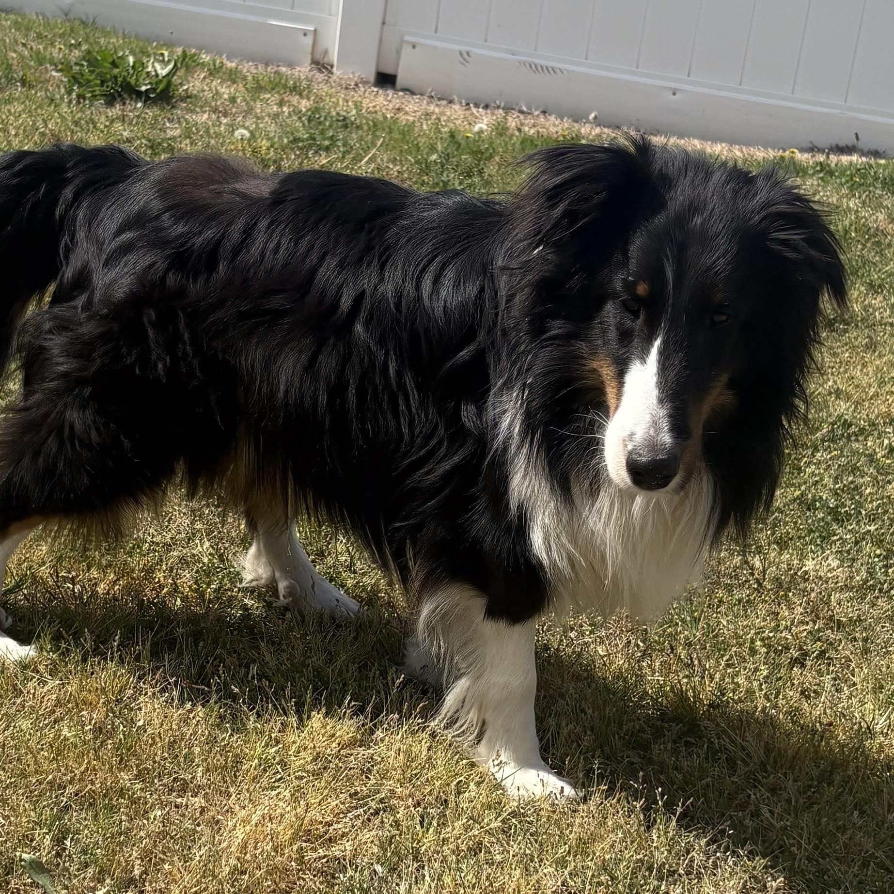 Enlarge Hawkeye, an adoptable Shetland Sheepdog / Sheltie in Charlotte, NC image 3/6