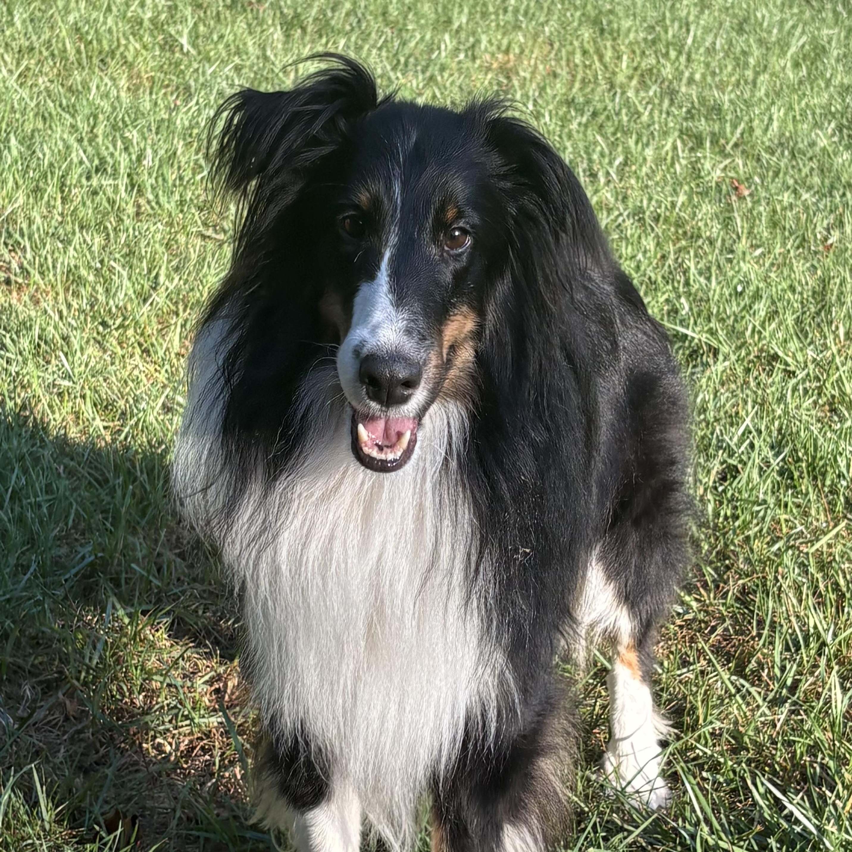 Hawkeye, adoptable, Young Male Shetland Sheepdog / Sheltie.