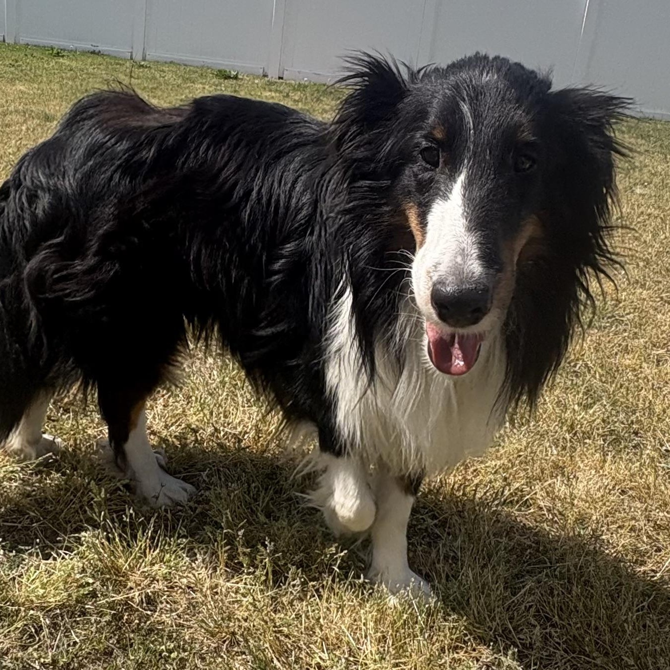 Enlarge Hawkeye, an adoptable Shetland Sheepdog / Sheltie in Charlotte, NC image 6/6