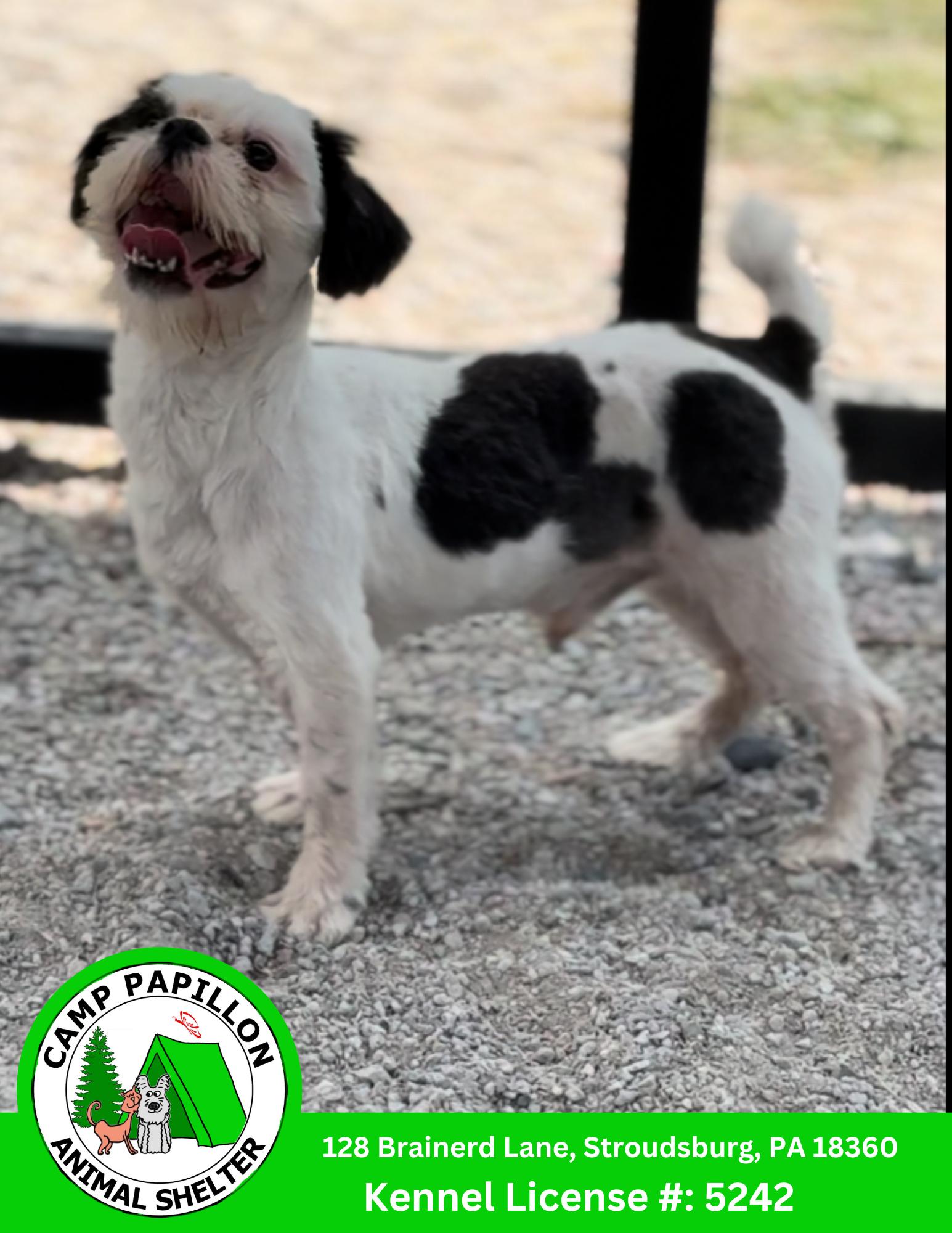 Enlarge Patchy The Pirate, a Adoptable Shih Tzu in Stroudsburg, PA image 1/1