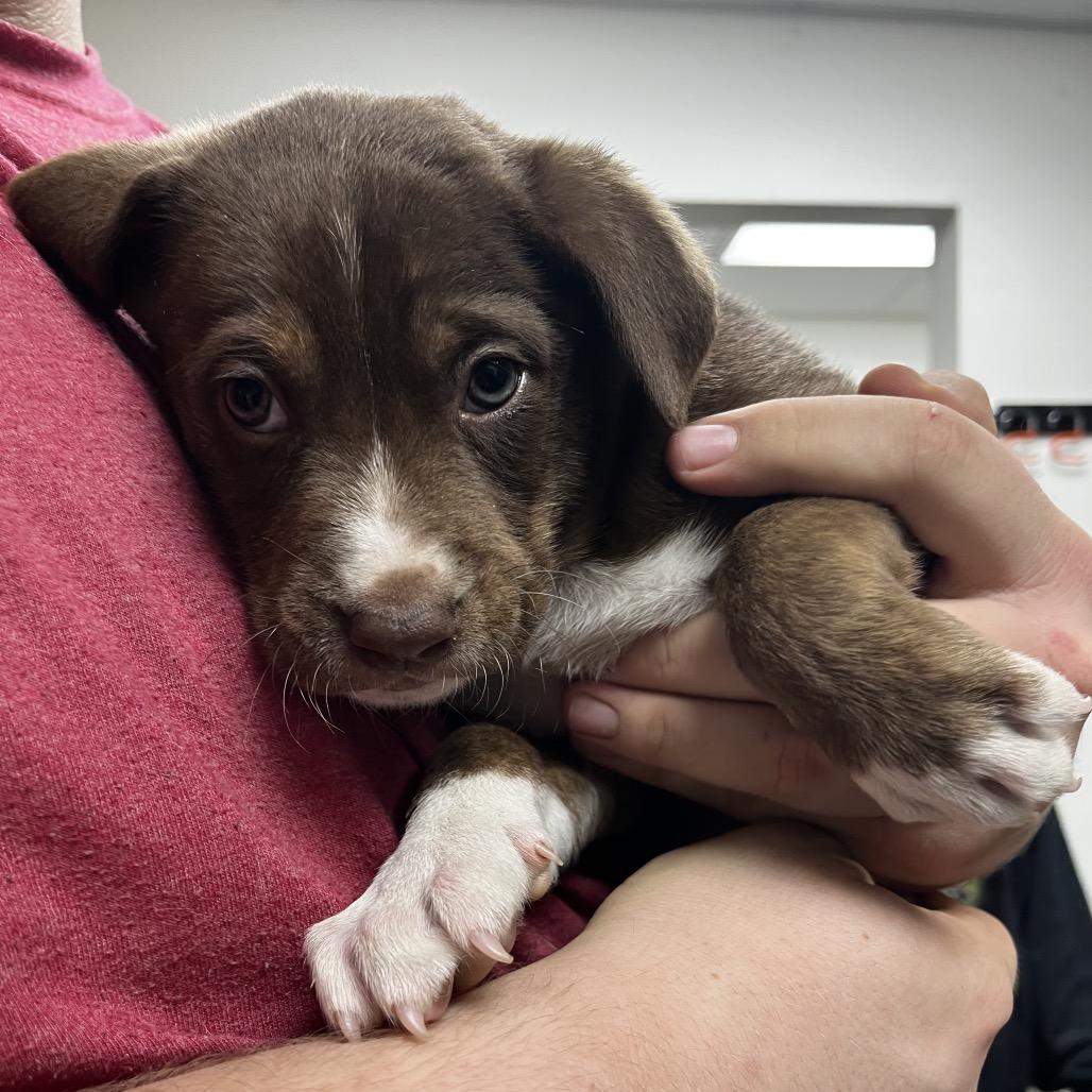 Gravitational Wave, Adoptable, Puppy Male Labrador Retriever.