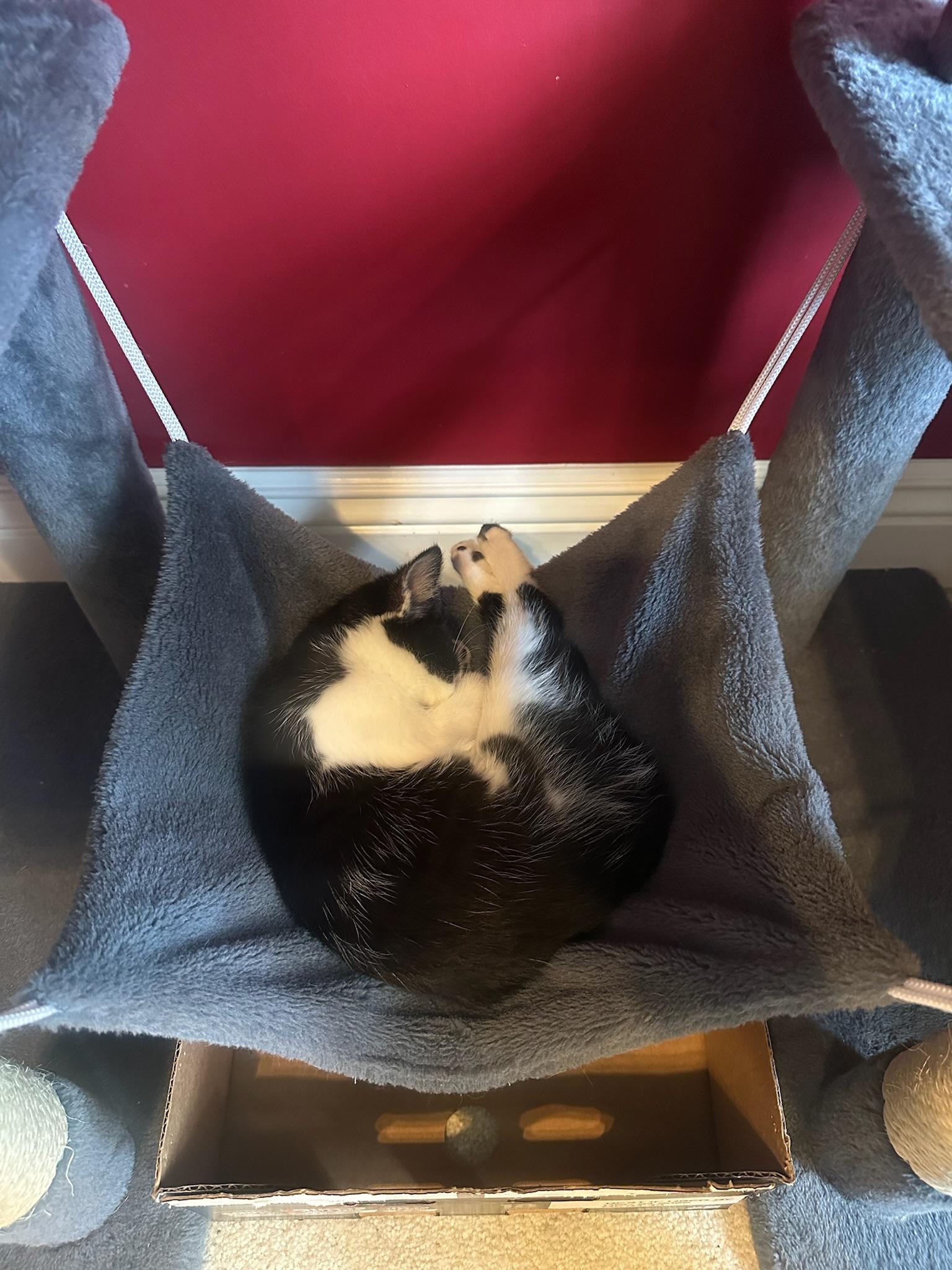 Yoruichi, a ADOPTABLE Domestic Short Hair in Hartville, OH image 3/3