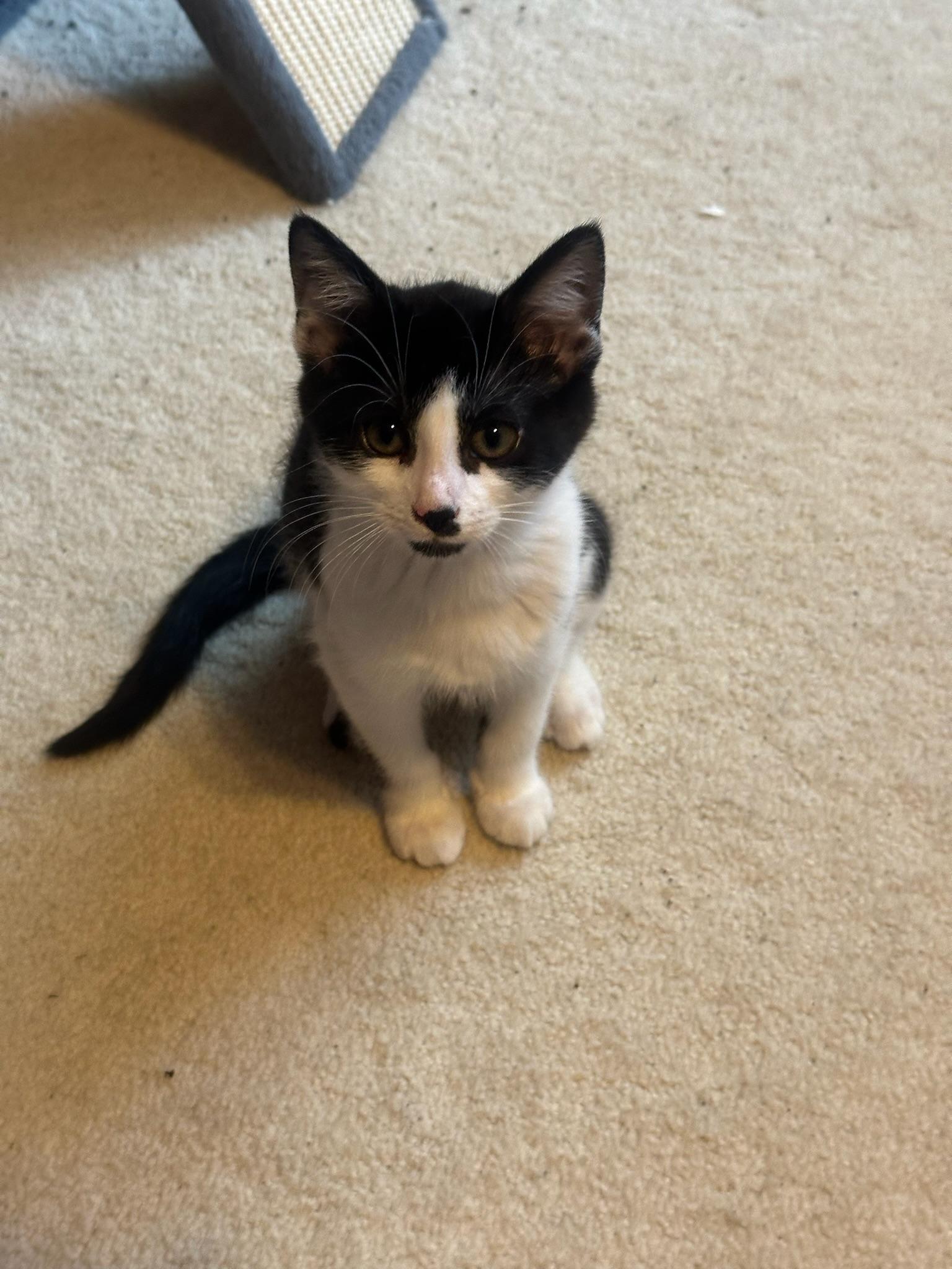 Yoruichi, a ADOPTABLE Domestic Short Hair in Hartville, OH image 2/3