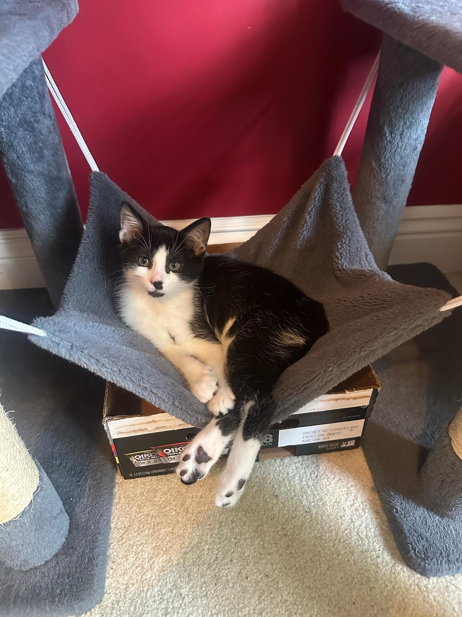 Yoruichi, a ADOPTABLE Domestic Short Hair in Hartville, OH image 1/3