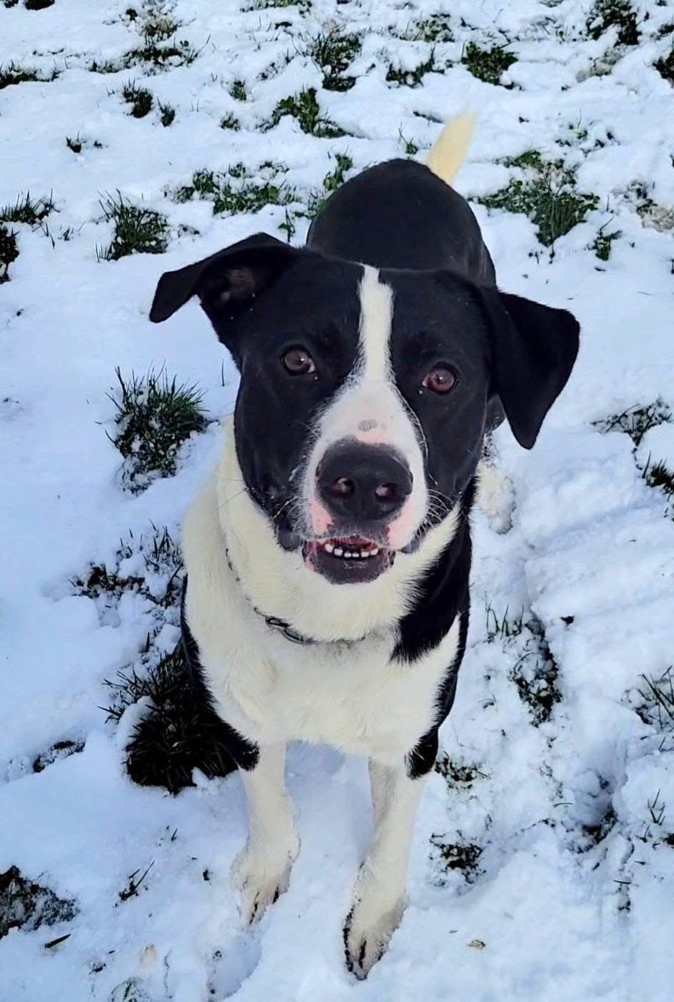 Enlarge Roland, a ADOPTABLE mixed breed in Ashland, KY image 3/4