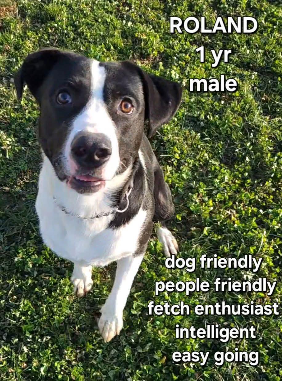Roland, ADOPTABLE, Young Male Labrador Retriever.