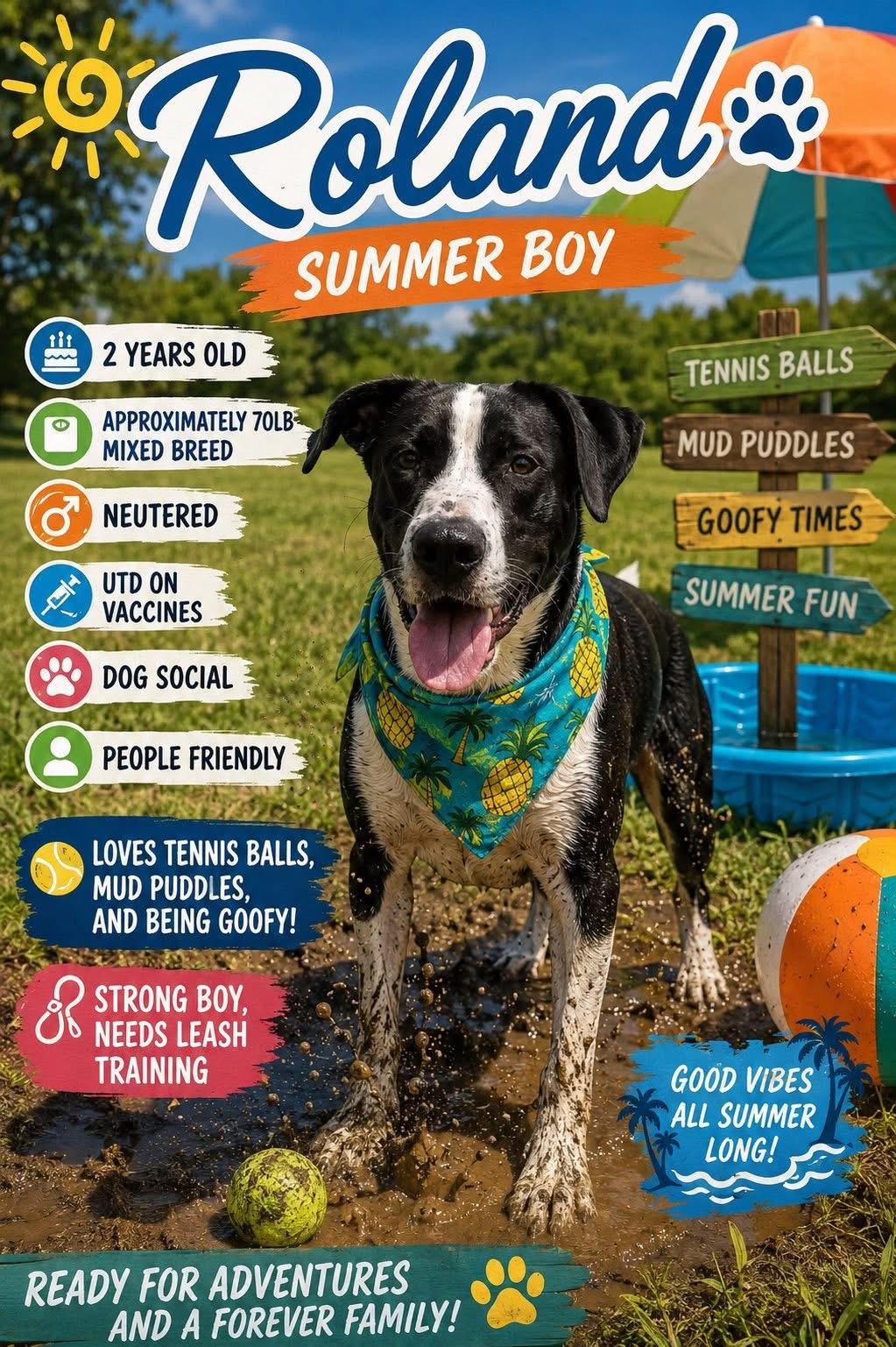 Enlarge Roland, a ADOPTABLE mixed breed in Ashland, KY image 1/4