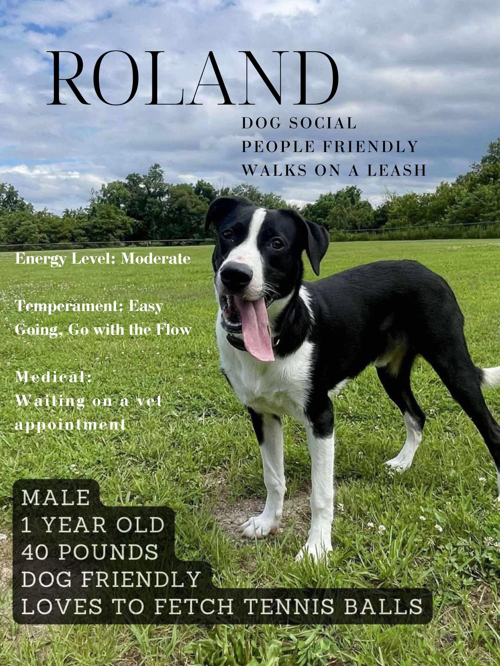 Enlarge Roland, a ADOPTABLE mixed breed in Ashland, KY image 1/4
