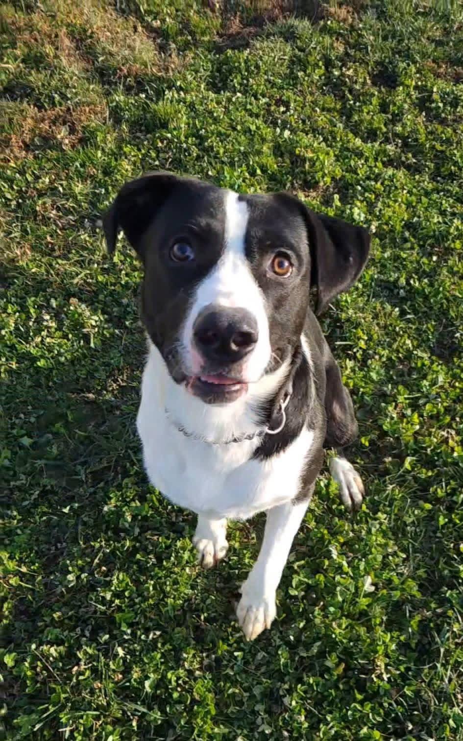 Roland, ADOPTABLE, Young Male Labrador Retriever.