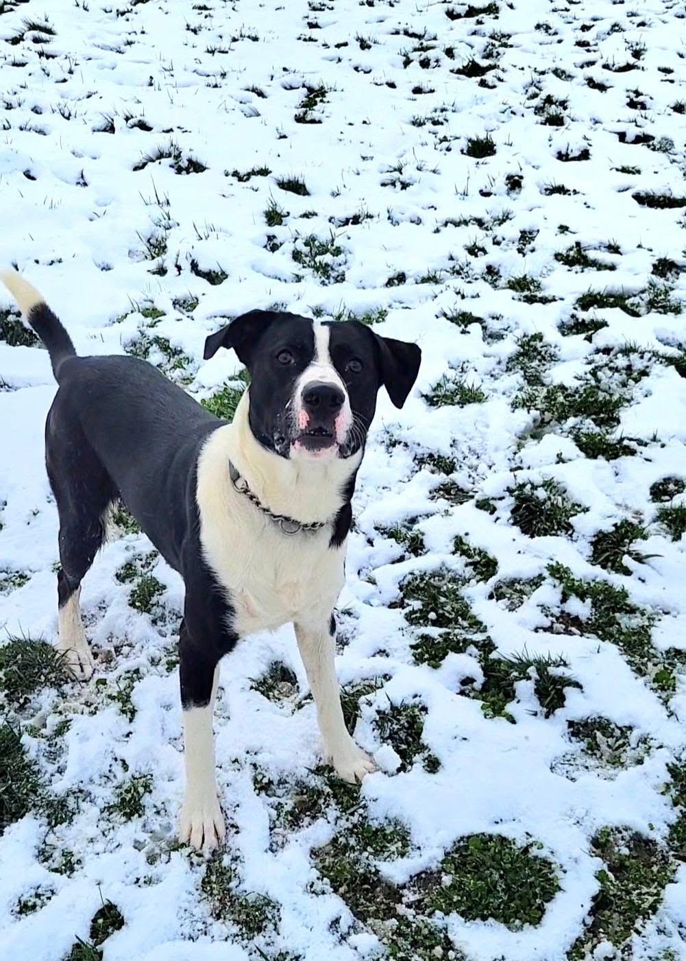 Enlarge Roland, a ADOPTABLE mixed breed in Ashland, KY image 4/4