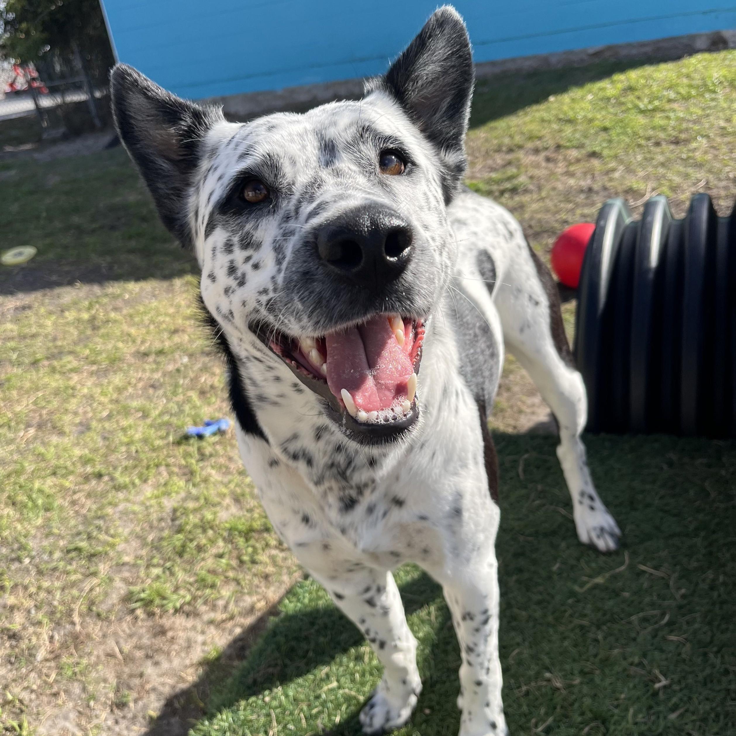 Enlarge Domino, a ADOPTABLE mixed breed in New Port Richey, FL image 4/5