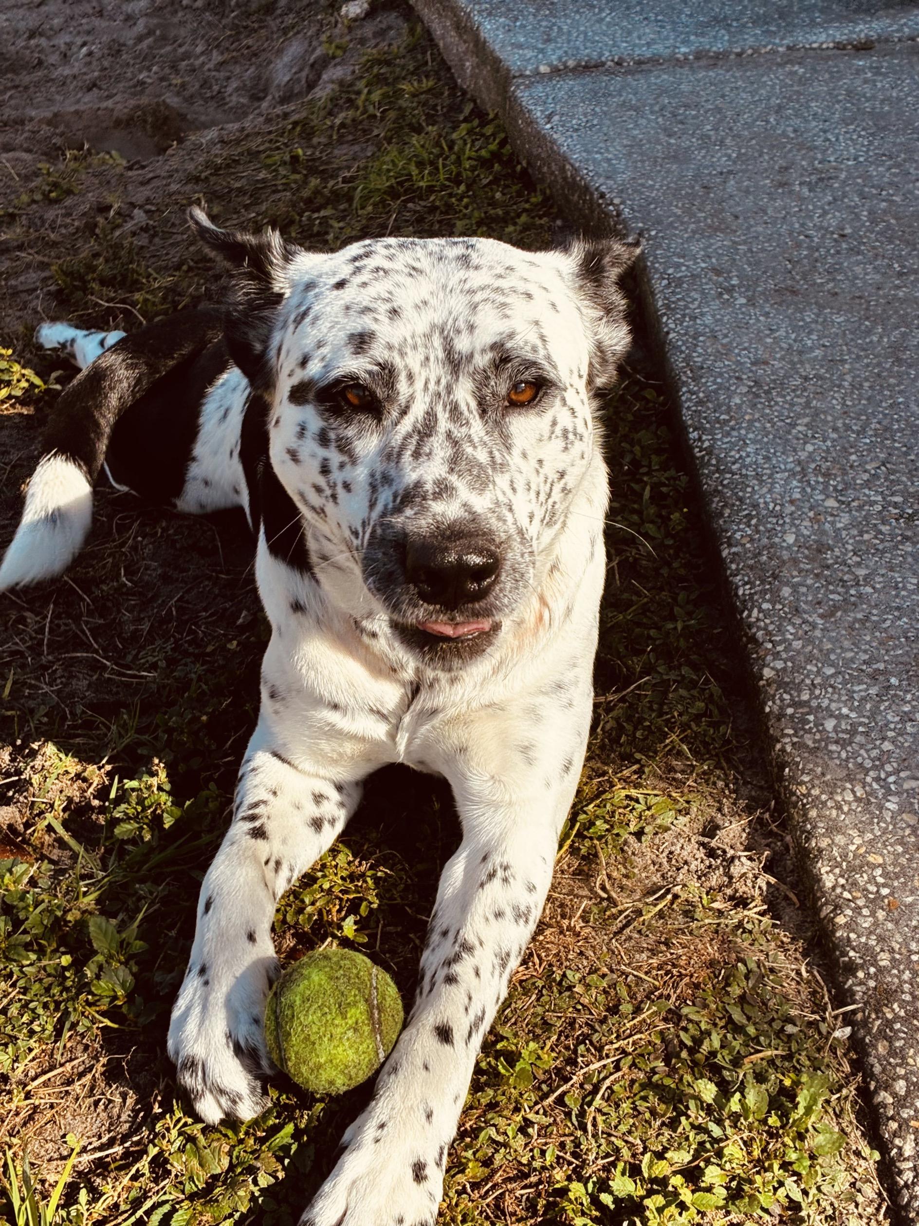 Domino, ADOPTABLE, Adult Male Mixed Breed.
