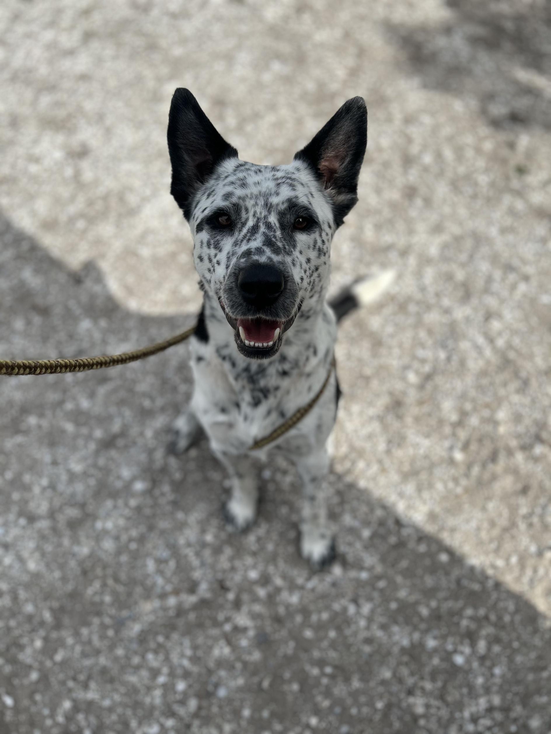 Enlarge Domino, a ADOPTABLE mixed breed in New Port Richey, FL image 2/5