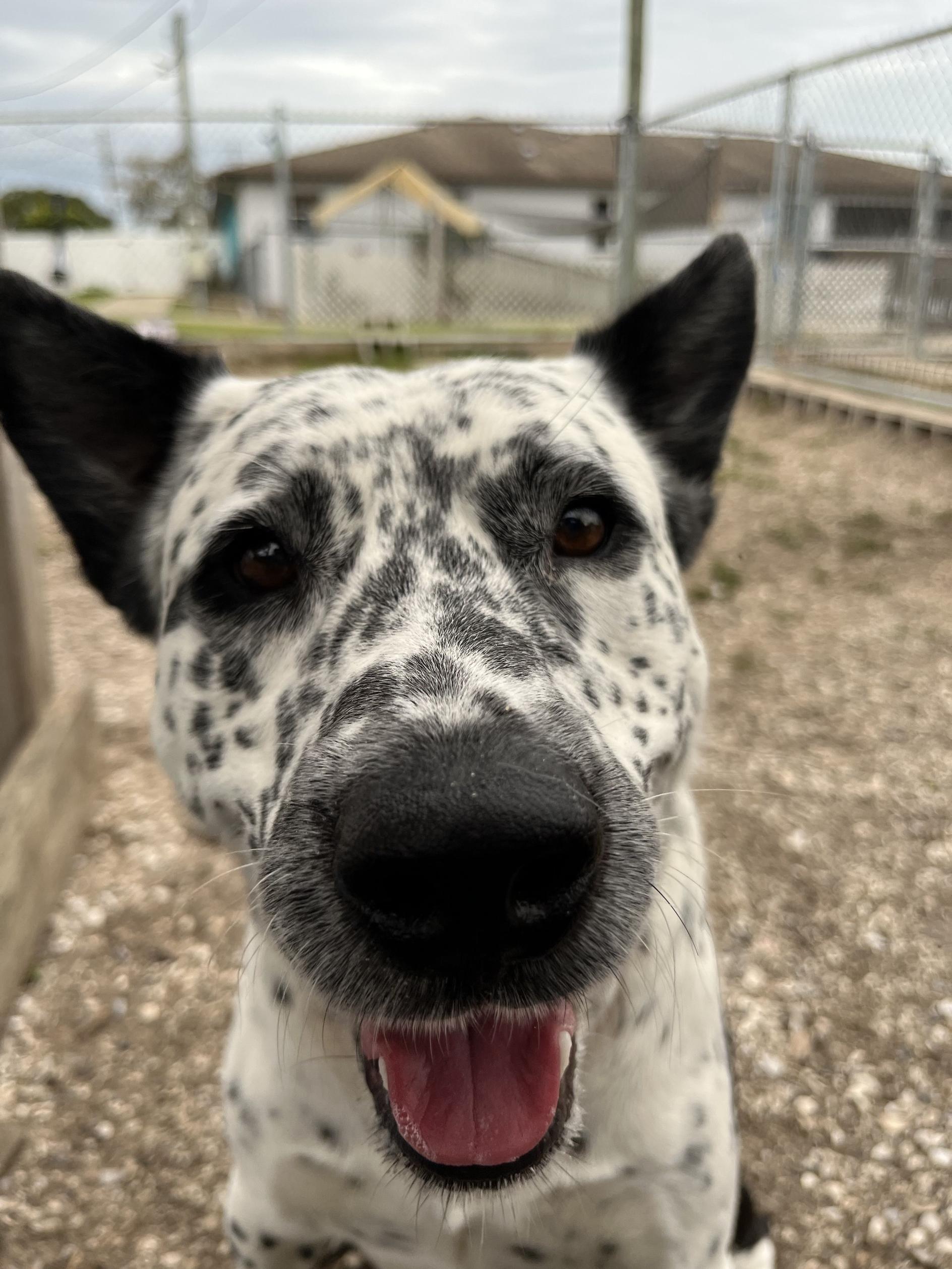 Enlarge Domino, a ADOPTABLE mixed breed in New Port Richey, FL image 3/5