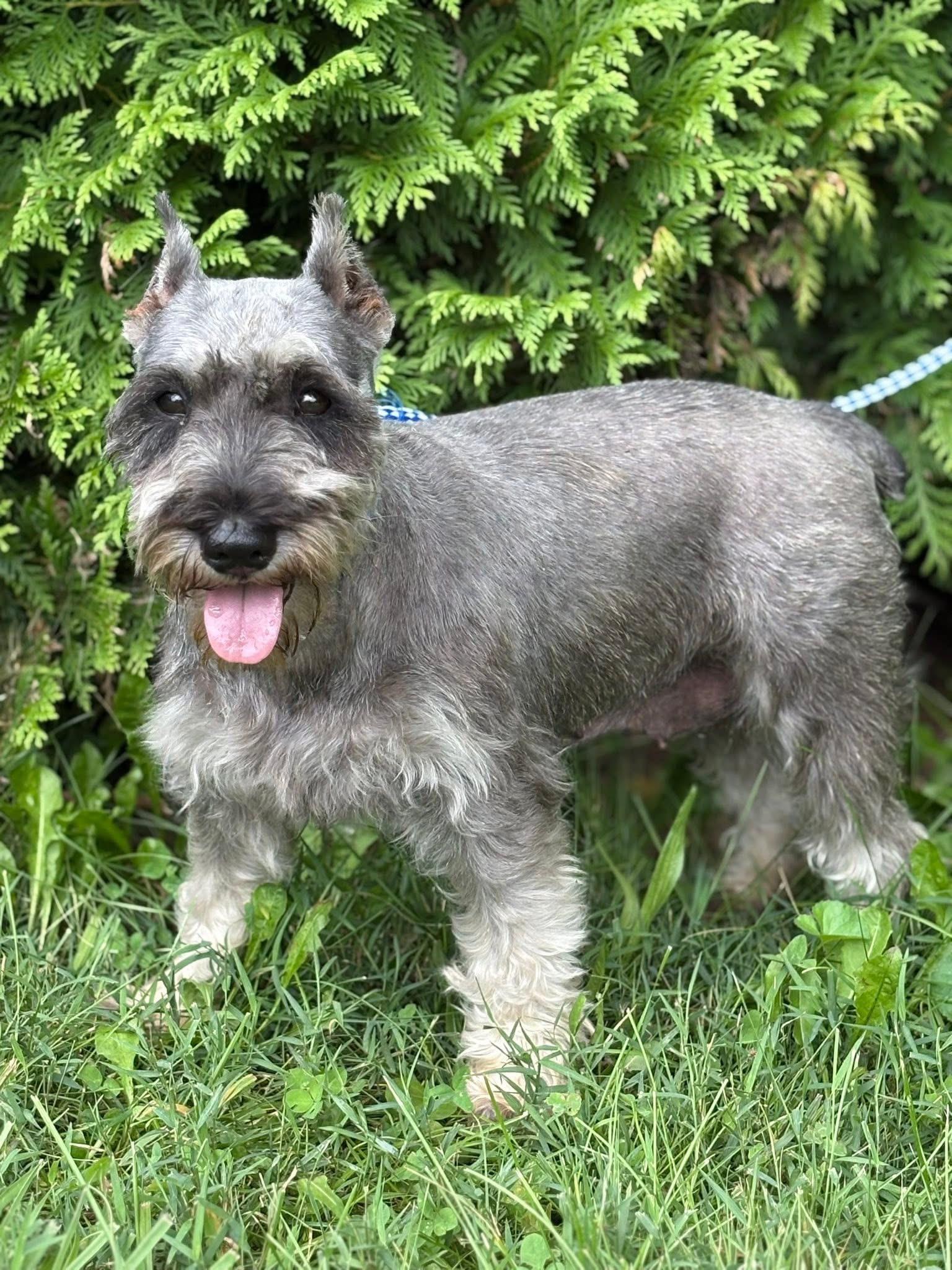 Enlarge Gracie, a Adopted Miniature Schnauzer in Peebles, OH image 2/6