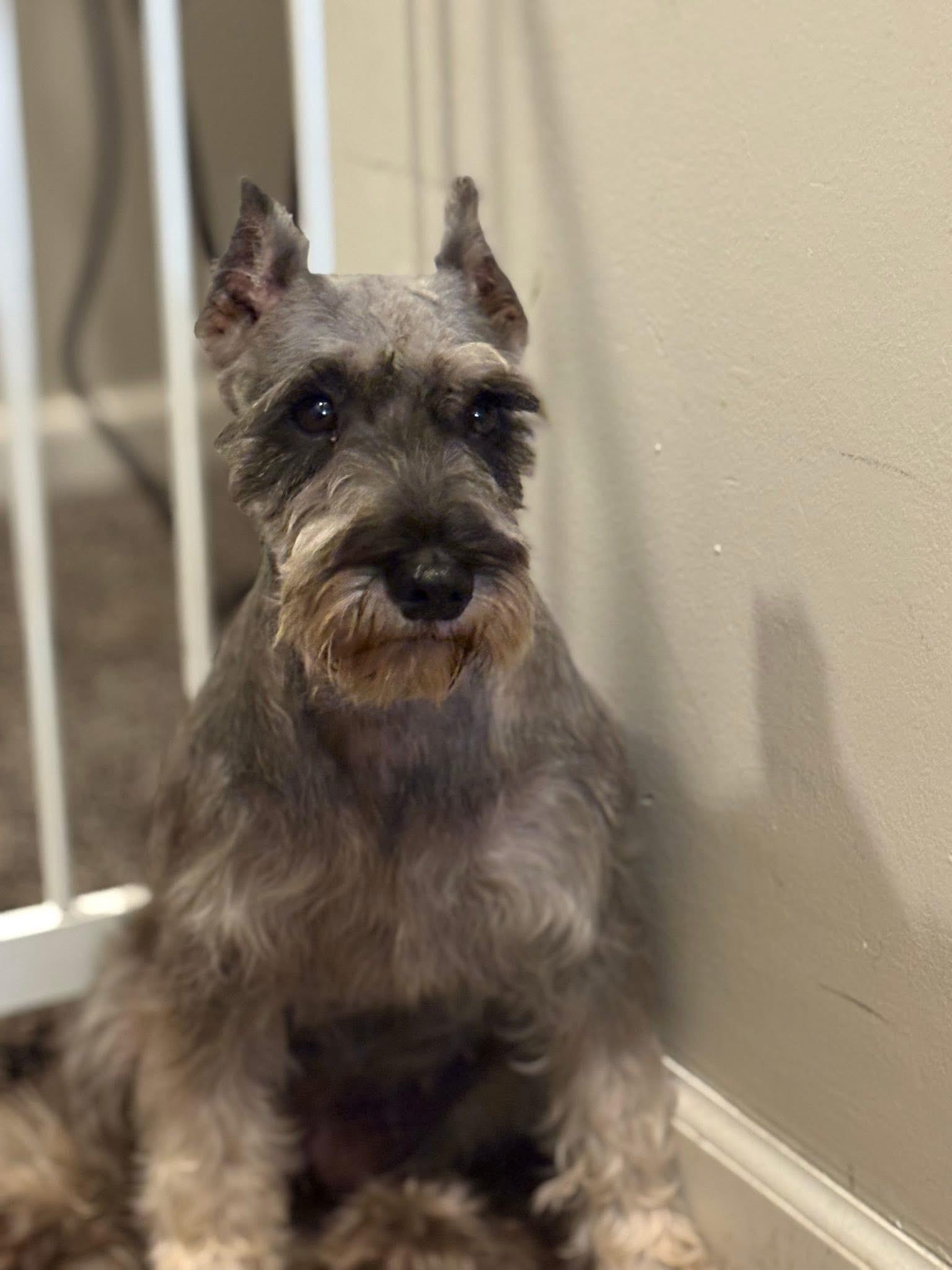 Enlarge Gracie, a Adopted Miniature Schnauzer in Peebles, OH image 4/6