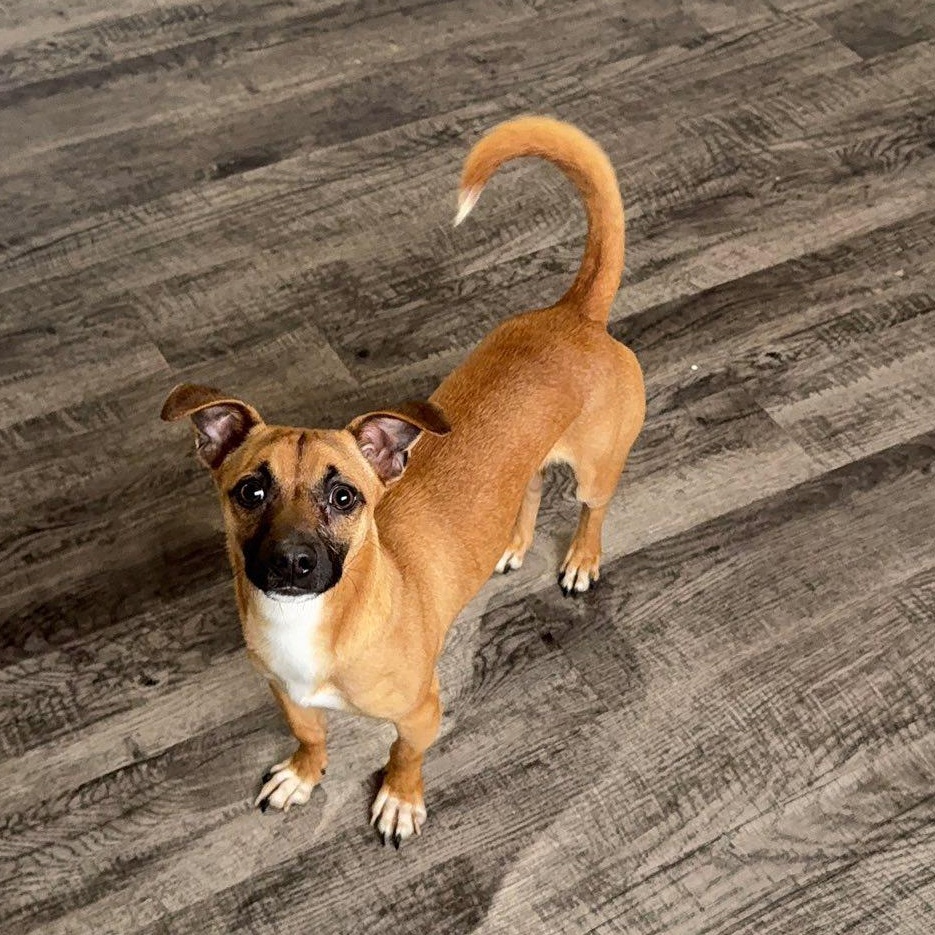 Enlarge CJ, an adopted mixed breed in Alma, MI image 2/2