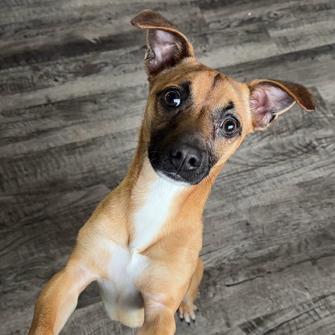 Enlarge CJ, an adopted mixed breed in Alma, MI image 1/2