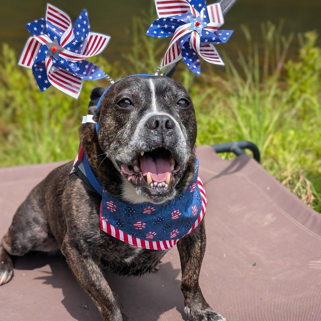Enlarge Truman 12-0707, a Adoptable mixed breed in Tyrone, GA image 1/6