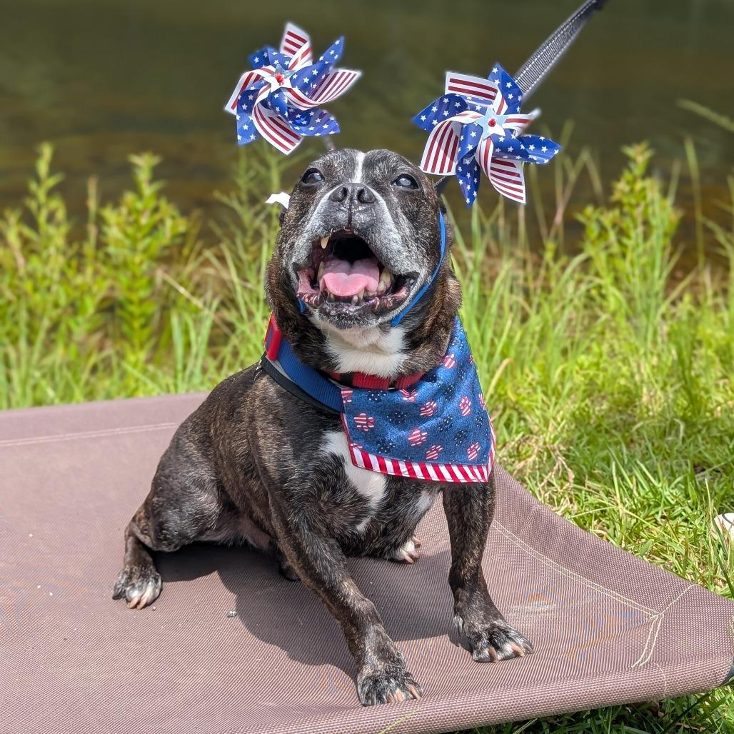 Enlarge Truman 12-0707, a Adoptable mixed breed in Tyrone, GA image 3/6