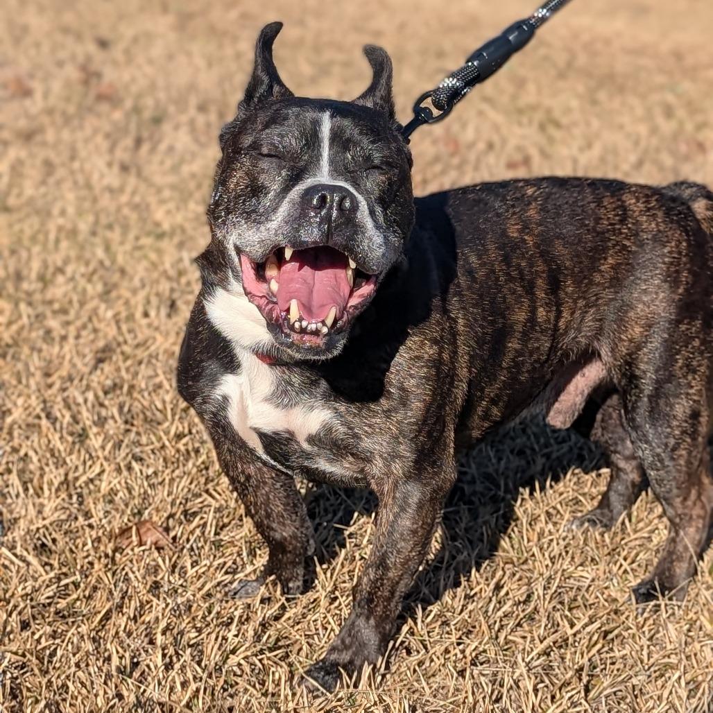 Enlarge Truman 12-0707, a Adoptable mixed breed in Tyrone, GA image 5/6