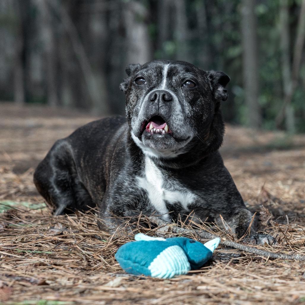 Enlarge Truman 12-0707, a Adoptable mixed breed in Tyrone, GA image 6/6