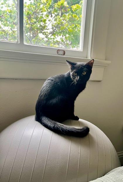 Kirby (in Foster), a Adoptable mixed breed in New Orleans, LA image 1/3