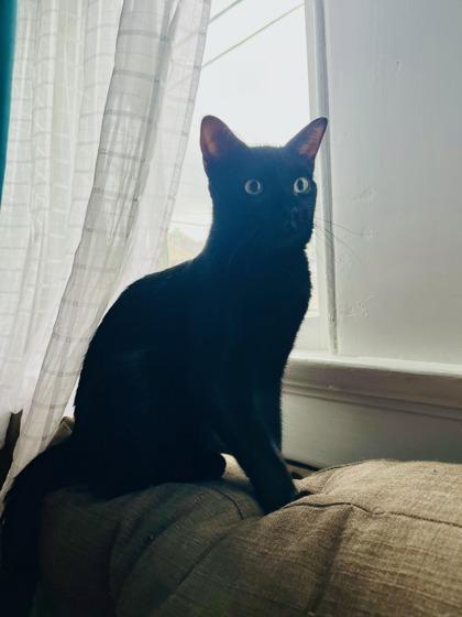 Kirby (in Foster), a Adoptable mixed breed in New Orleans, LA image 2/3