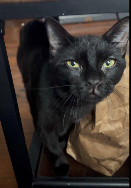 Kirby (in Foster), a Adoptable mixed breed in New Orleans, LA image 3/3