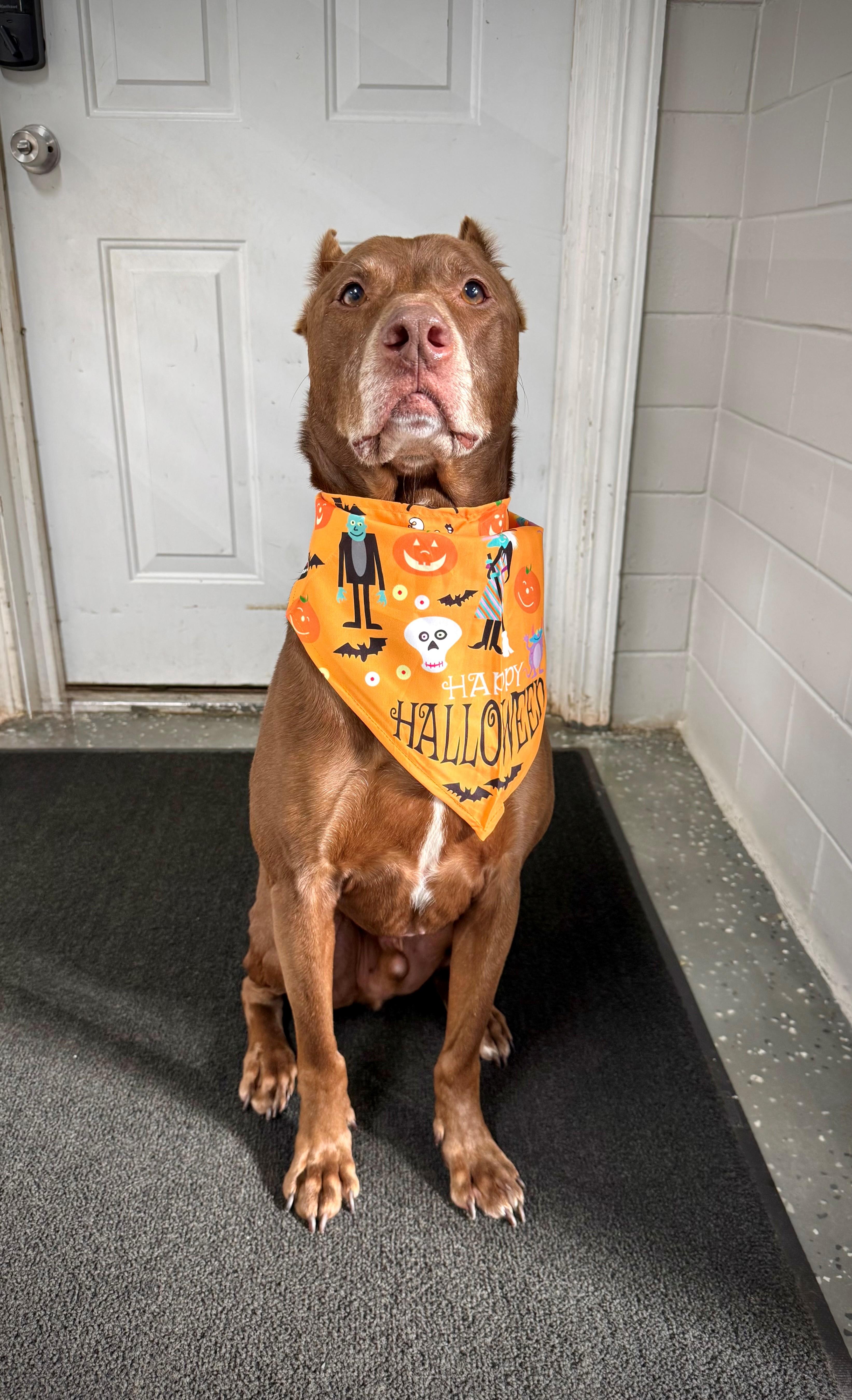 Cornbread, Adoptable, Senior Male Doberman Pinscher.