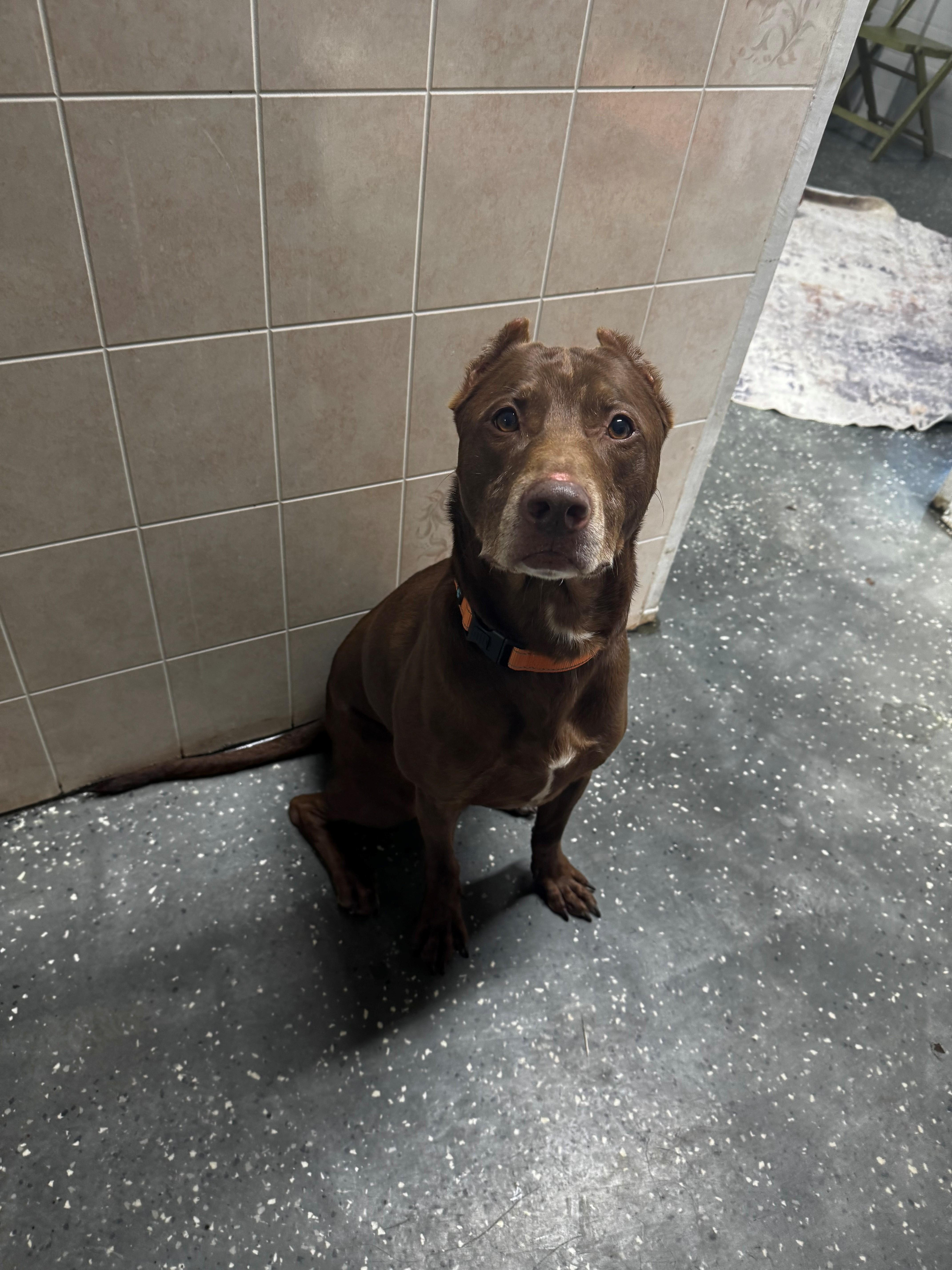Enlarge Cornbread, a Adoptable mixed breed in Youngstown, OH image 6/6