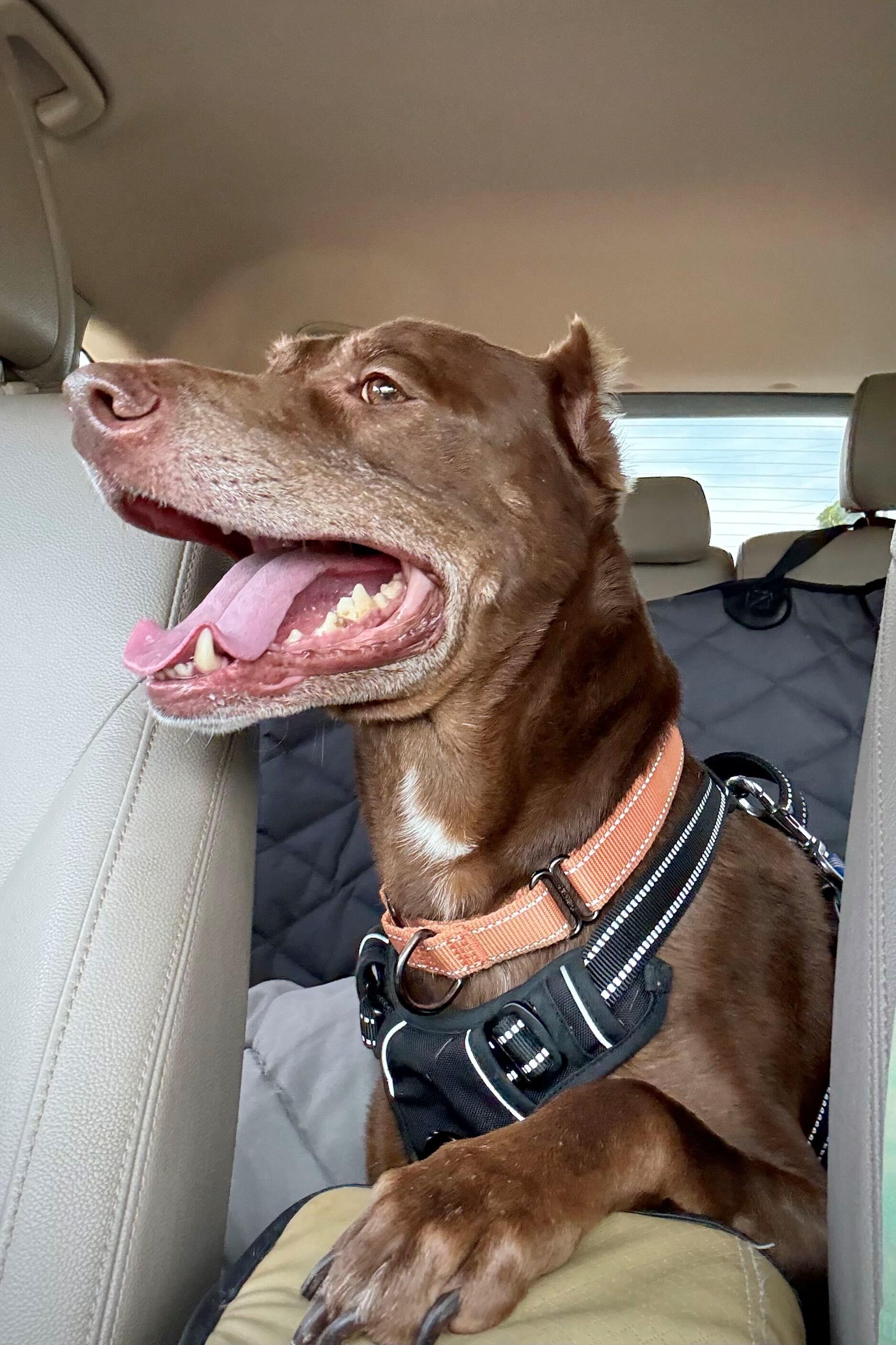 Enlarge Cornbread, a Adoptable mixed breed in Youngstown, OH image 2/6