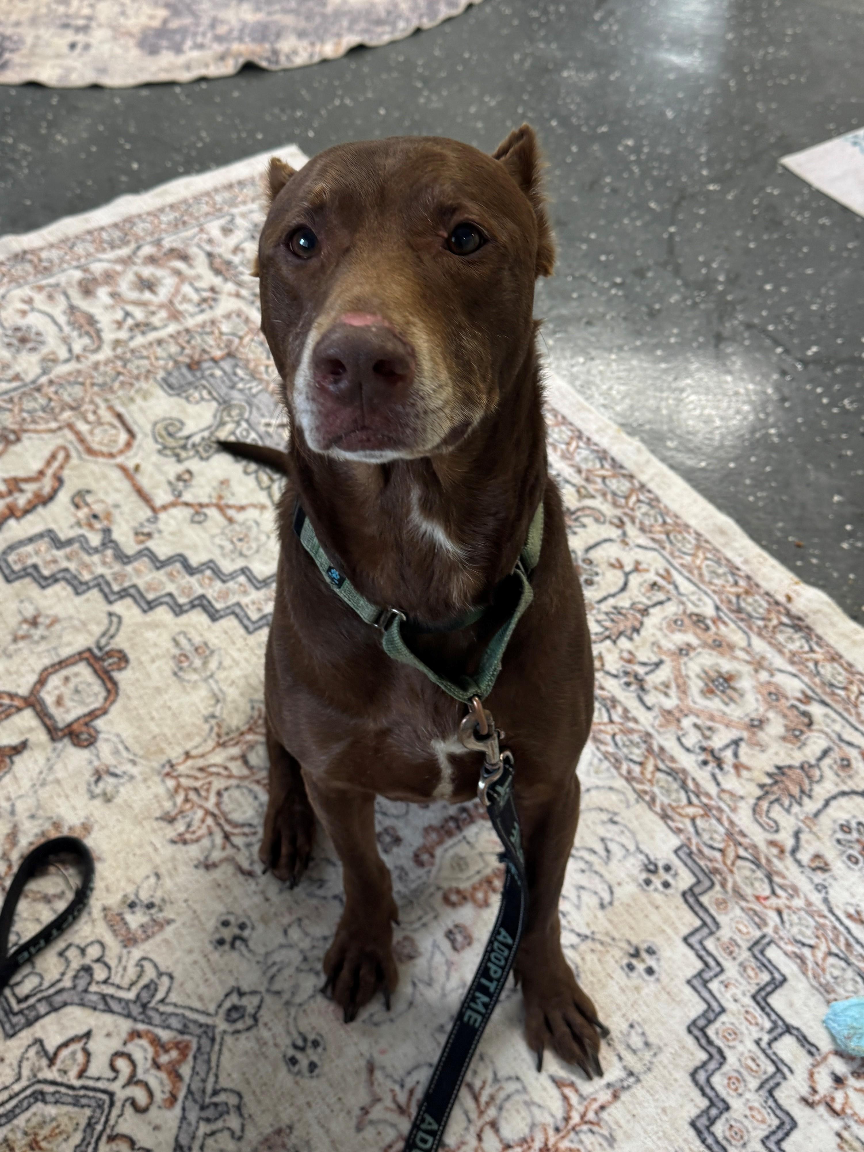 Enlarge Cornbread, a Adoptable mixed breed in Youngstown, OH image 5/6