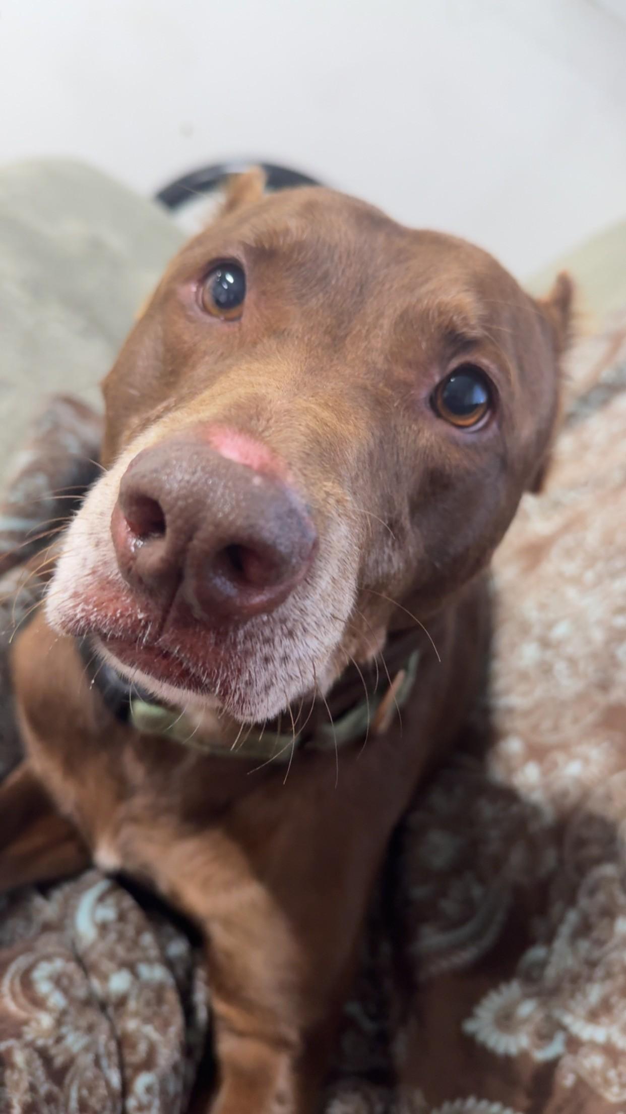 Enlarge Cornbread, a Adoptable mixed breed in Youngstown, OH image 4/6