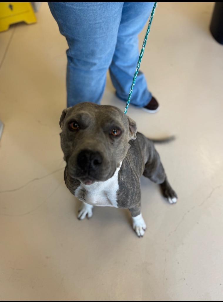 Enlarge Elvira, a Adoptable Pit Bull Terrier in Belton, TX image 1/1