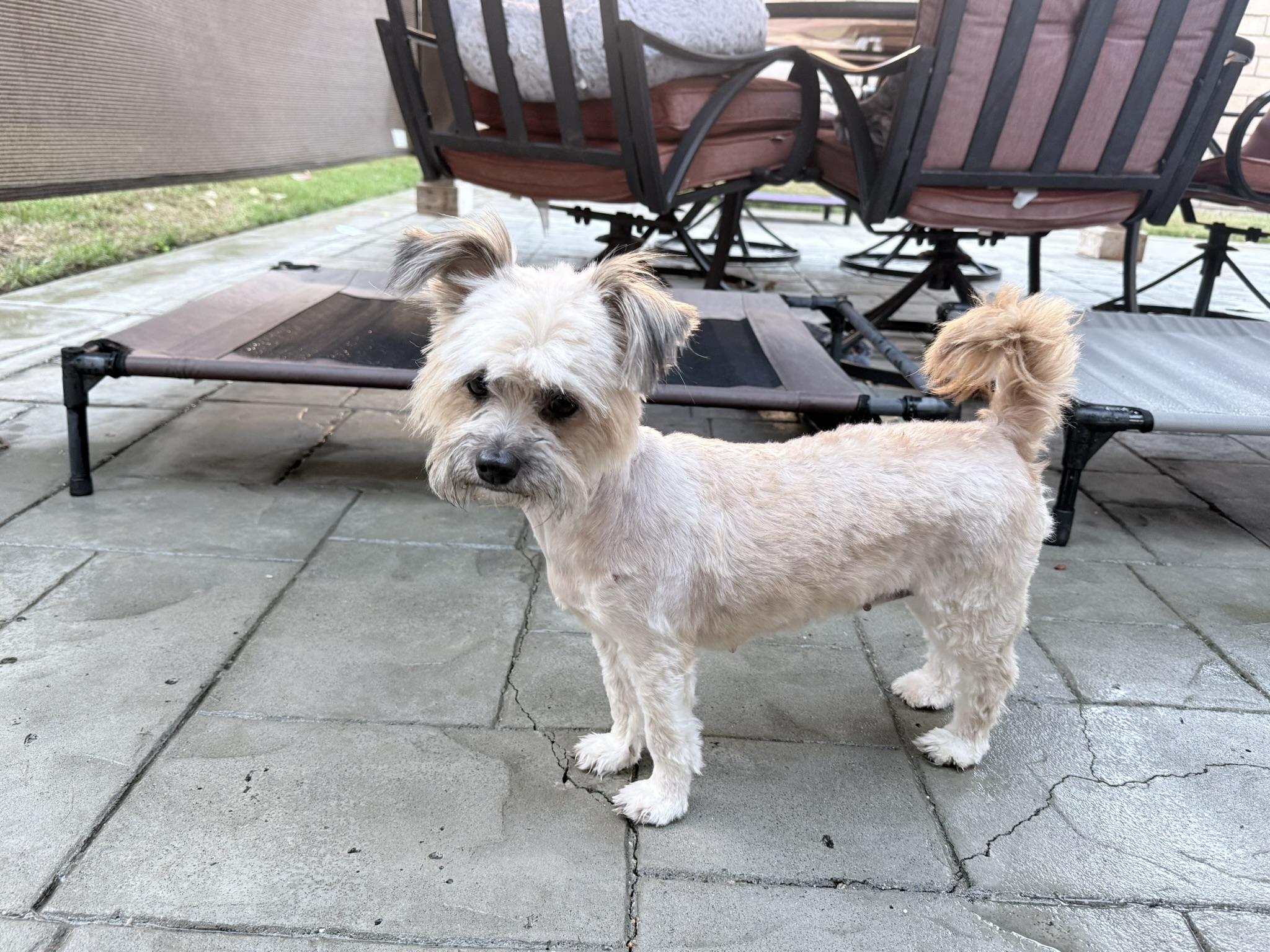 Enlarge Tootsie, a Adoptable mixed breed in Mission Viejo, CA image 2/5