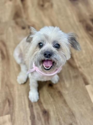 Enlarge Tootsie, a Adoptable mixed breed in Mission Viejo, CA image 3/5
