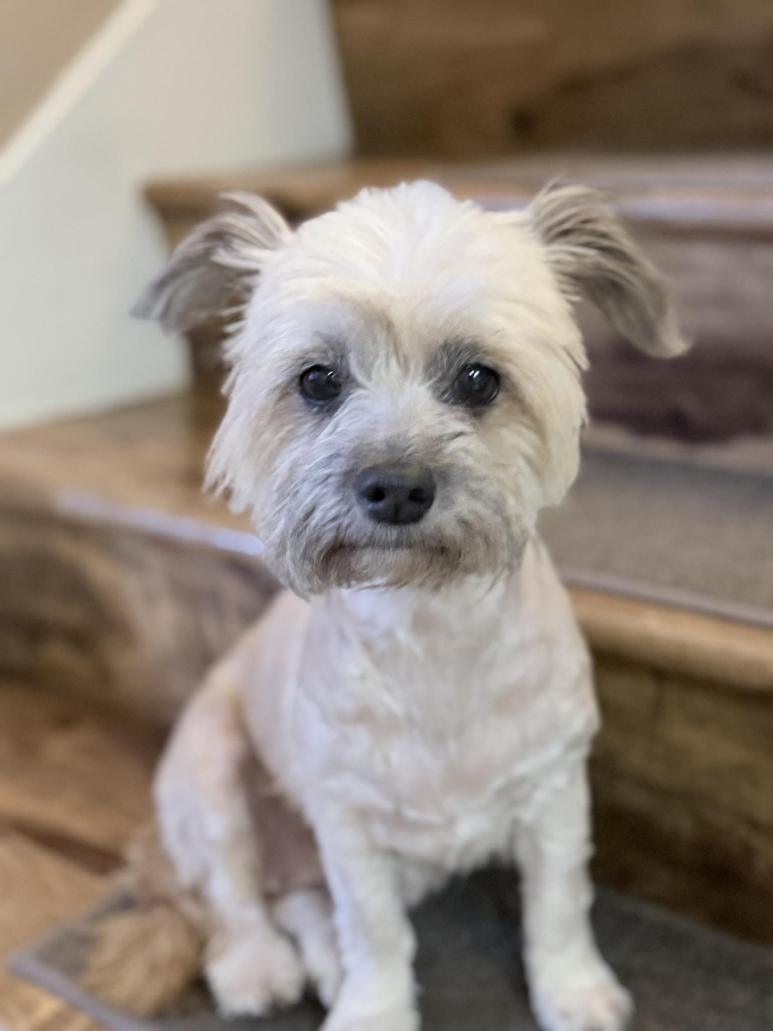 Tootsie, Adoptable, Adult Female Shih Tzu & Yorkshire Terrier.