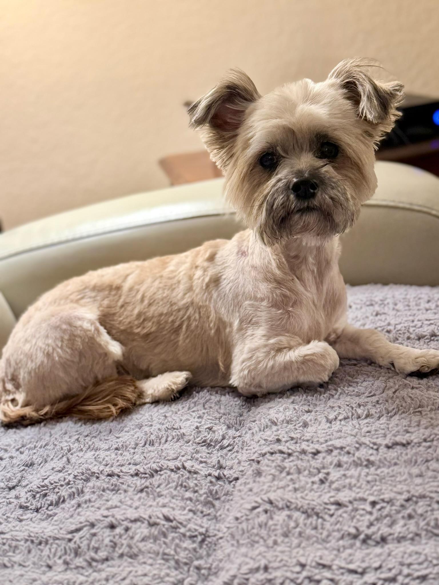 Enlarge Tootsie, a Adoptable mixed breed in Mission Viejo, CA image 5/5
