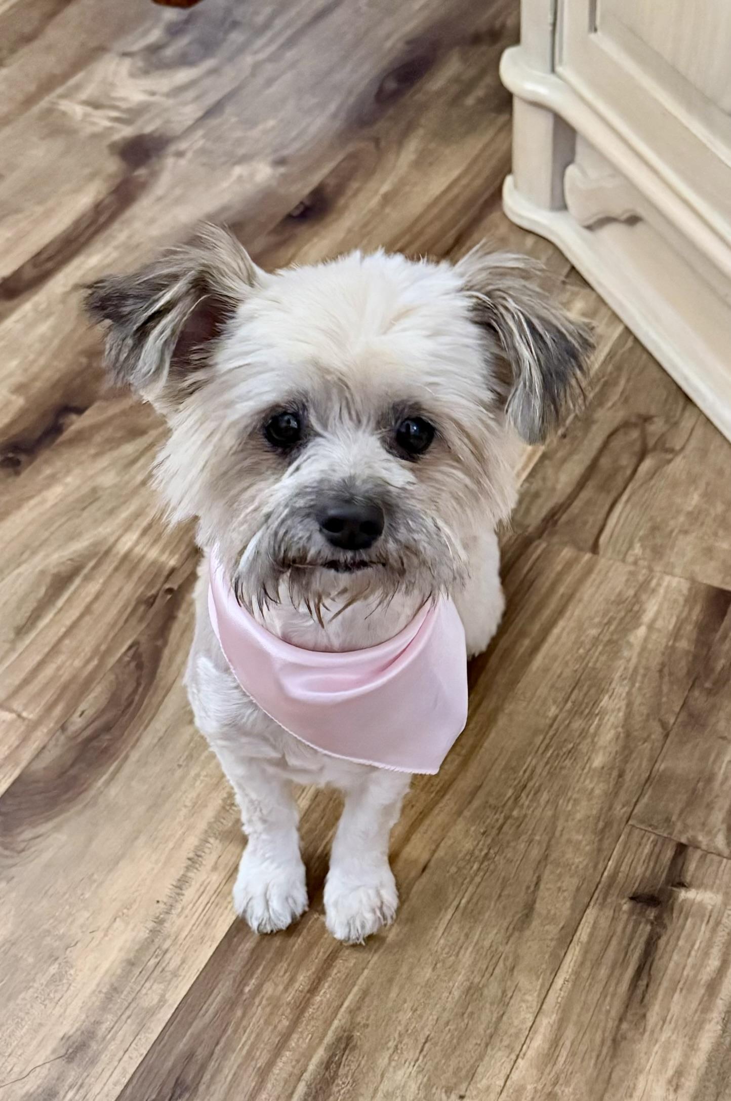 Enlarge Tootsie, a Adoptable mixed breed in Mission Viejo, CA image 4/5