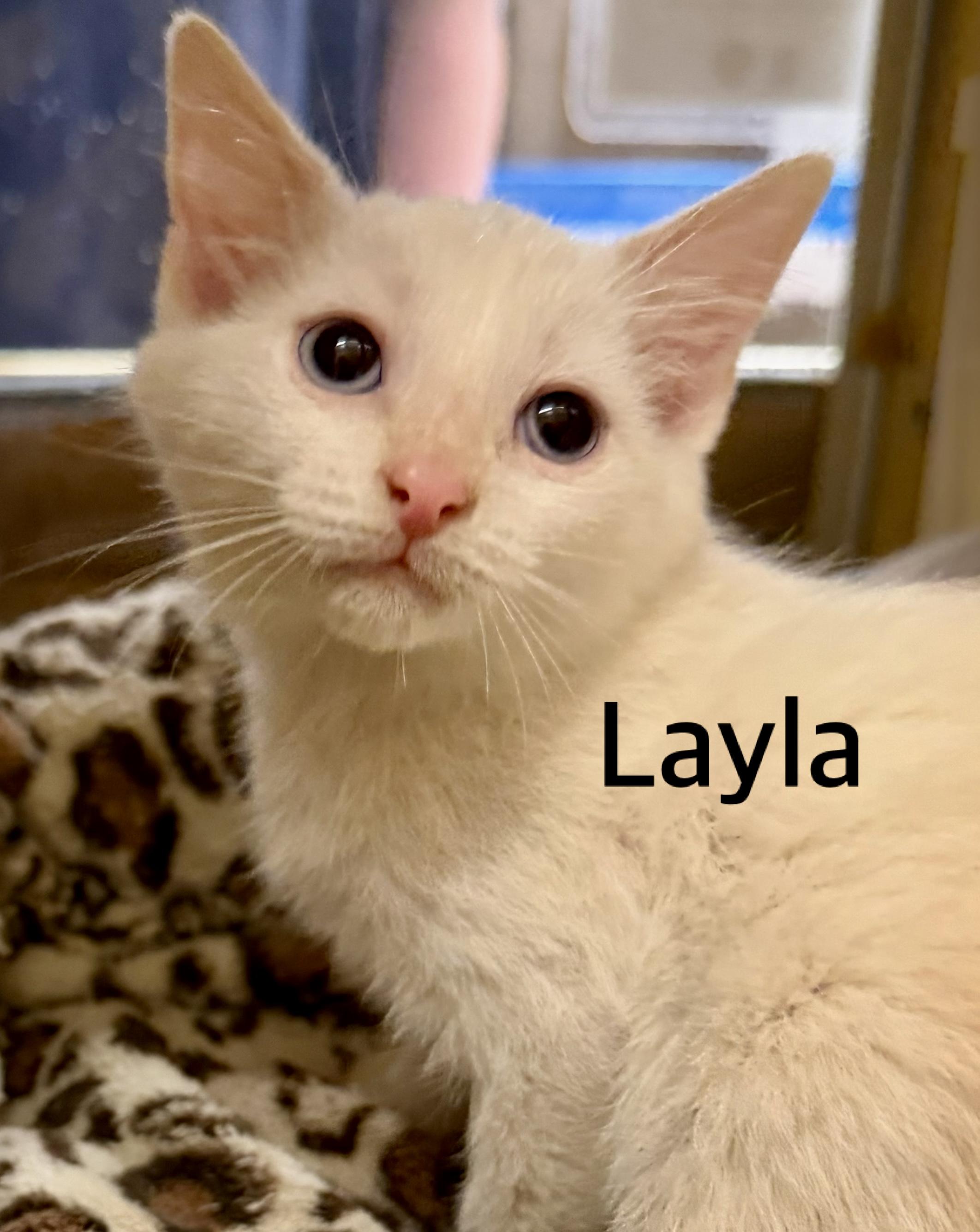 Layla, ADOPTABLE, Kitten Female Domestic Short Hair & Siamese.