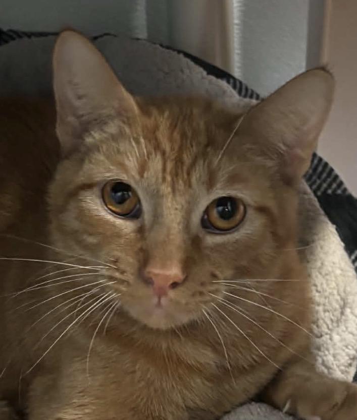 Enlarge Simba, a Adopted Domestic Short Hair in Sault Sainte Marie, MI image 2/3