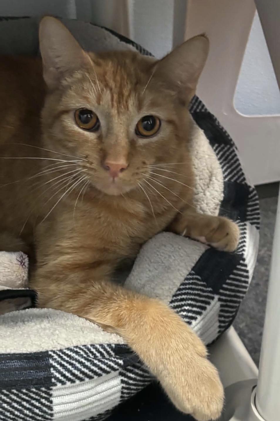 Enlarge Simba, a Adopted Domestic Short Hair in Sault Sainte Marie, MI image 3/3