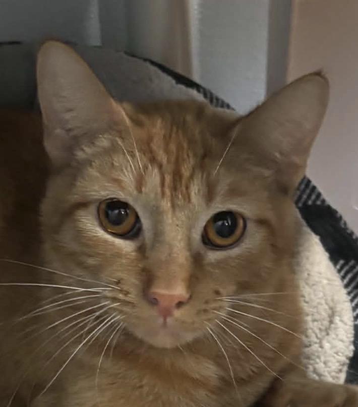 Simba, Adopted, Young Male Domestic Short Hair.