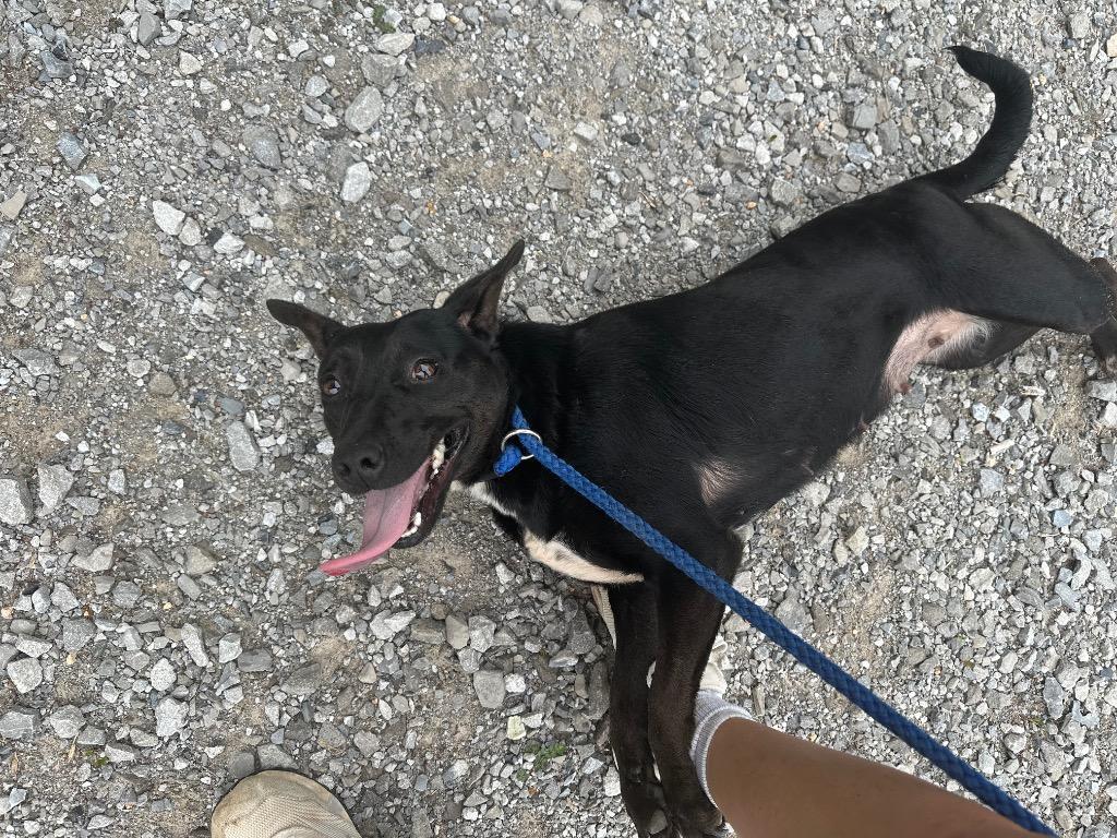 Arabella, Adoptable, Adult Female American Staffordshire Terrier & Australian Cattle Dog / Blue Heeler.