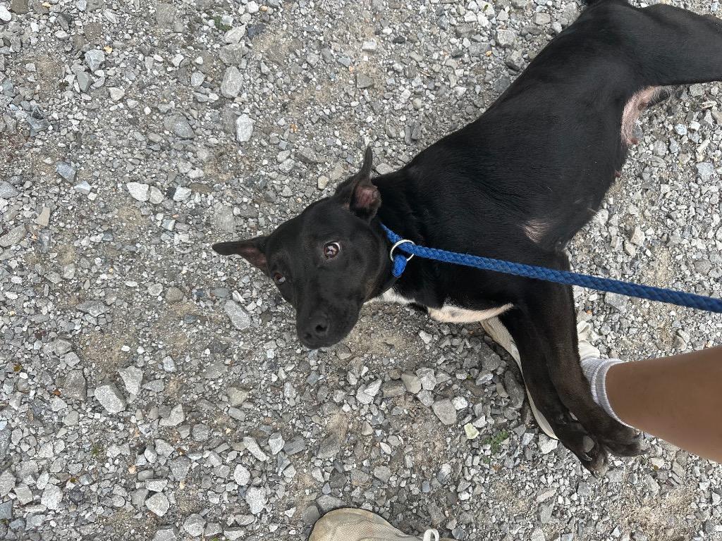 Arabella, Adoptable, Adult Female American Staffordshire Terrier & Australian Cattle Dog / Blue Heeler.