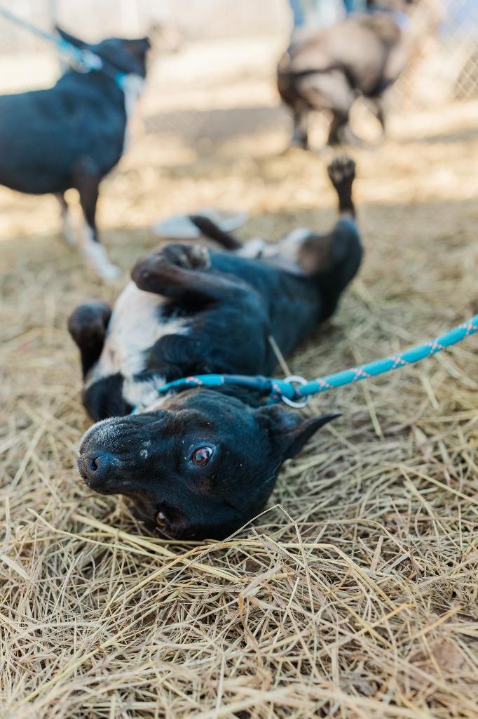 Arabella, a Adoptable mixed breed in Lawrenceburg, TN image 3/6