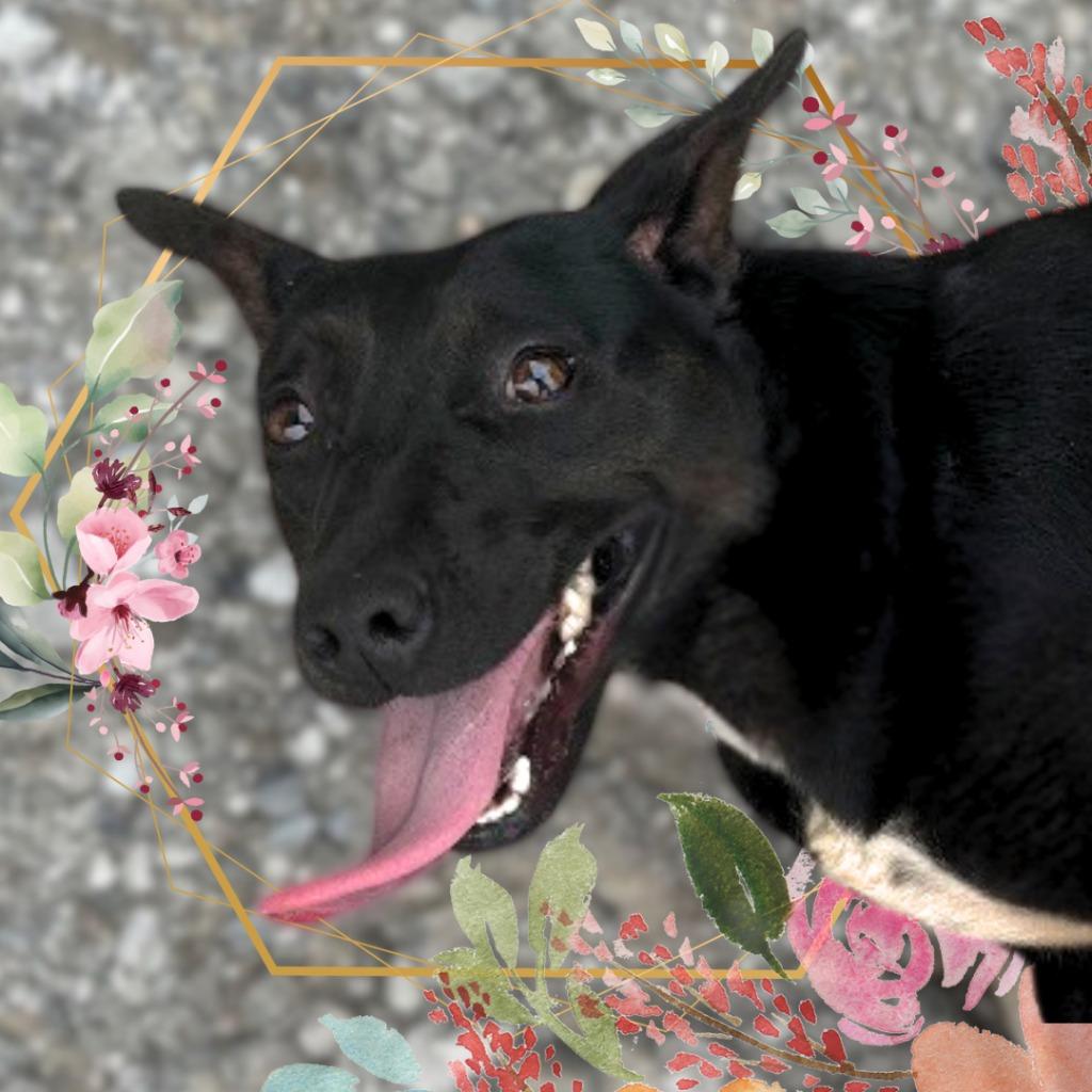 Enlarge Arabella, a Adoptable mixed breed in Lawrenceburg, TN image 2/3