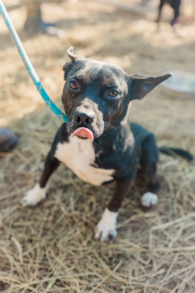 Arabella, a Adoptable mixed breed in Lawrenceburg, TN image 5/6