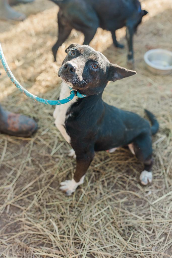 Arabella, a Adoptable mixed breed in Lawrenceburg, TN image 6/6